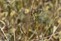 Orthetrum cancellatum