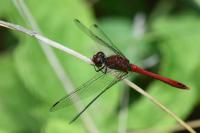 Sympetrum sanguineum