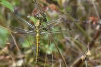 Orthetrum cancellatum