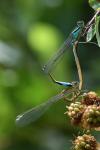 Ischnura elegans