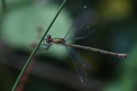 Chalcolestes viridis