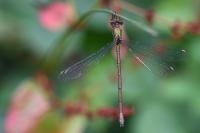 Chalcolestes viridis