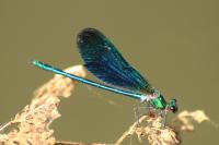 Calopteryx virgo