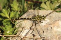 Onychogomphus forcipatus