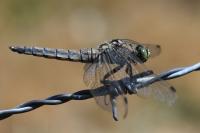 Orthetrum cancellatum