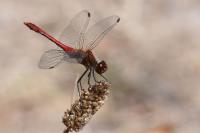 Sympetrum sanguineum