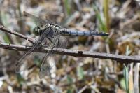 Orthetrum cancellatum