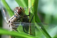 Sympetrum sanguineum