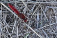 Crocothemis erythraea