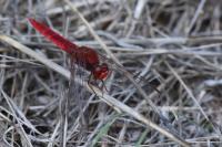 Crocothemis erythraea