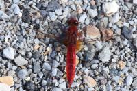 Crocothemis erythraea