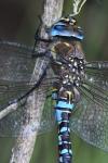 Aeshna mixta