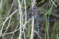 Aeshna mixta