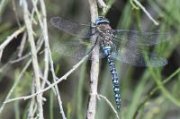 Aeshna mixta