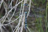 Aeshna mixta