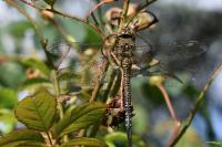 Aeshna mixta
