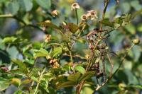 Aeshna mixta