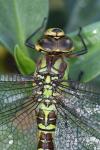 Aeshna cyanea