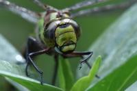Aeshna cyanea