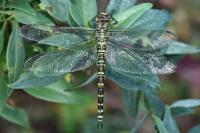 Aeshna cyanea