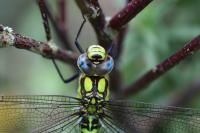 Aeshna cyanea