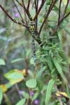 Aeshna cyanea