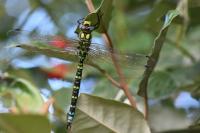 Aeshna cyanea