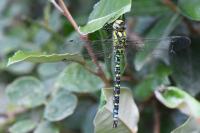 Aeshna cyanea
