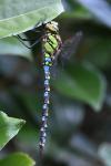 Aeshna cyanea