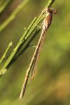 Sympecma fusca