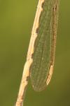 Sympecma fusca