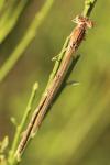 Sympecma fusca