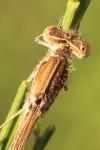 Sympecma fusca