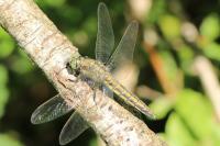 Orthetrum cancellatum