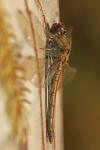 Sympetrum striolatum