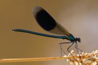 Calopteryx splendens