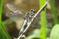 Libellula fulva