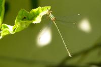 Leste vert