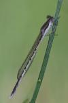 Sympecma fusca