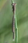 Sympecma fusca