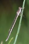 Sympecma fusca