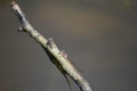 Sympecma fusca