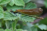 Calopteryx virgo