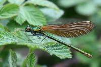 Calopteryx virgo