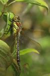 Brachytron pratense