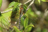 Brachytron pratense