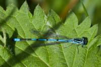 Coenagrion puella