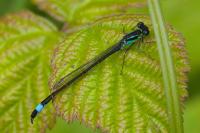 Ischnura elegans