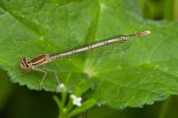 Platycnemis pennipes