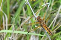 Libellula fulva